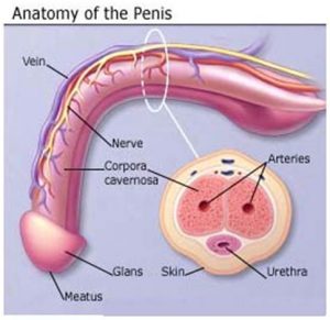 Anatomy of Penis